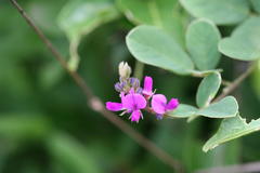 Desmodium heterocarpon var. heterocarpon